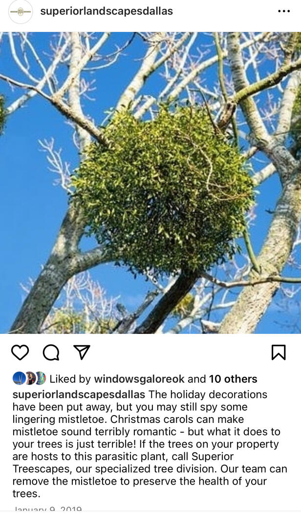 Superior Landscapes - Mistletoe